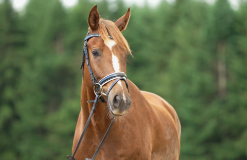 HorseID: 2297328 Blackshires Sequoia - PhotoID: 1077816