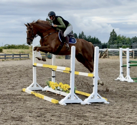 HorseID: 2297328 Blackshires Sequoia - PhotoID: 1077817