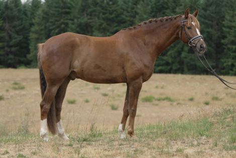 HorseID: 2297328 Blackshires Sequoia - PhotoID: 1077818
