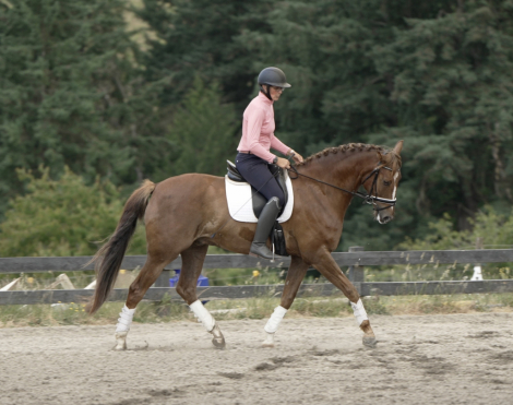 HorseID: 2297328 Blackshires Sequoia - PhotoID: 1077819