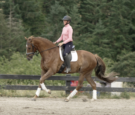 HorseID: 2297328 Blackshires Sequoia - PhotoID: 1077820