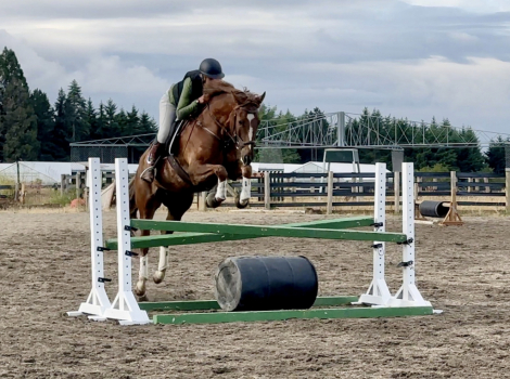 HorseID: 2297328 Blackshires Sequoia - PhotoID: 1077821