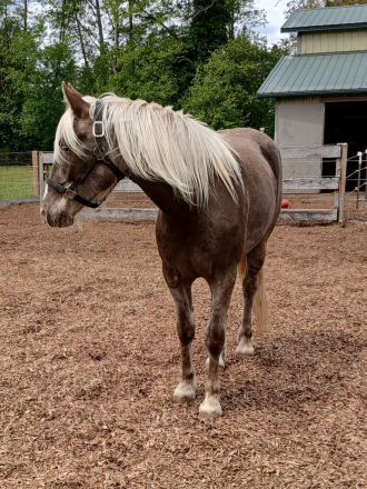 HorseID: 2297339 Whiskey's Silver Dream PRICE REDUCED UNTIL 12/21 - PhotoID: 1077826