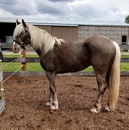 HorseID: 2297339 Whiskey's Silver Dream PRICE REDUCED UNTIL 12/21 - PhotoID: 1077827