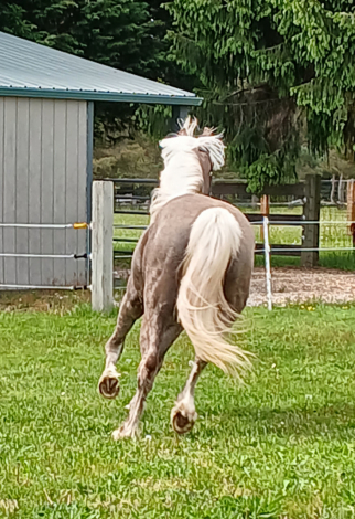HorseID: 2297339 Whiskey's Silver Dream PRICE REDUCED UNTIL 12/21 - PhotoID: 1077829