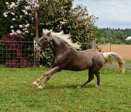 HorseID: 2297339 Whiskey's Silver Dream PRICE REDUCED UNTIL 12/21 - PhotoID: 1077830