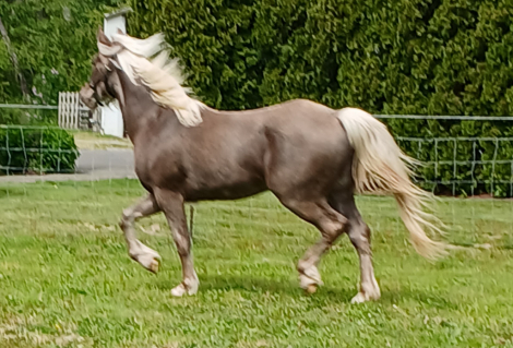 HorseID: 2297339 Whiskey's Silver Dream PRICE REDUCED UNTIL 12/21 - PhotoID: 1077831