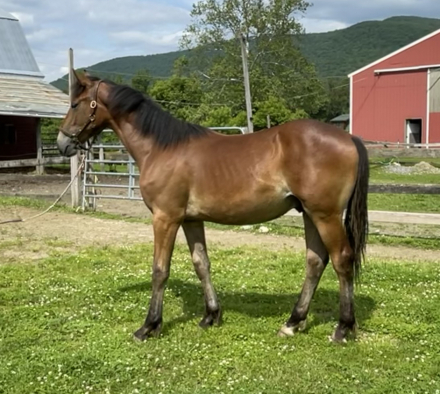 HorseID: 2297388 Owen - PhotoID: 1077879