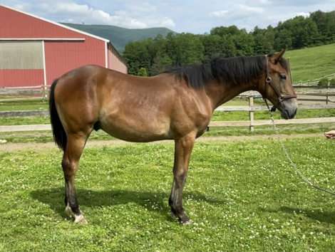 HorseID: 2297388 Owen - PhotoID: 1077880