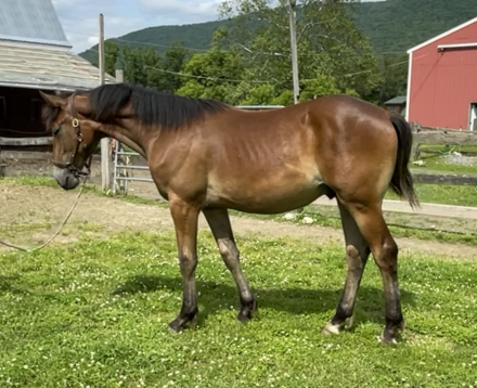 HorseID: 2297388 Owen - PhotoID: 1077881