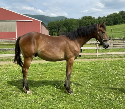 HorseID: 2297388 Owen - PhotoID: 1077882