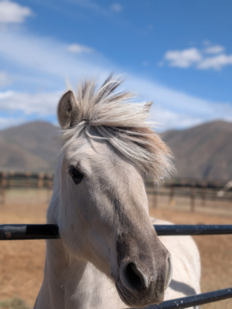 HorseID: 2297430 Sunnyside Smedsmo's Kuling - PhotoID: 1077913