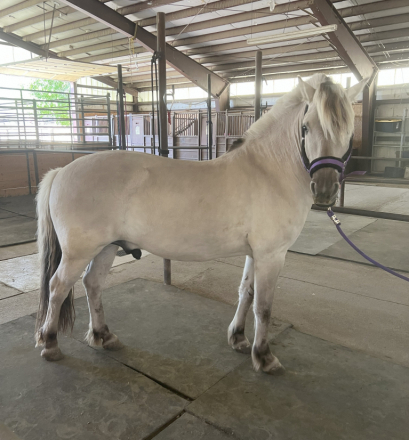 HorseID: 2297430 Sunnyside Smedsmo's Kuling - PhotoID: 1077914