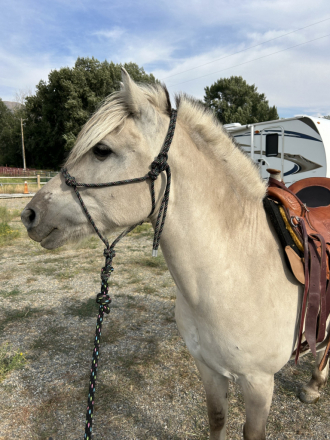 HorseID: 2297430 Sunnyside Smedsmo's Kuling - PhotoID: 1077915