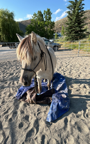 HorseID: 2297430 Sunnyside Smedsmo's Kuling - PhotoID: 1077916