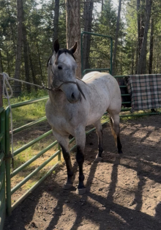 HorseID: 2297447 Bobby - PhotoID: 1077942