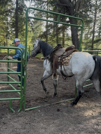 HorseID: 2297447 Bobby - PhotoID: 1077943