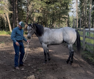 HorseID: 2297447 Bobby - PhotoID: 1077944