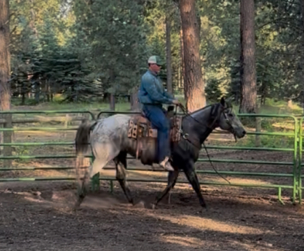 HorseID: 2297447 Bobby - PhotoID: 1077945