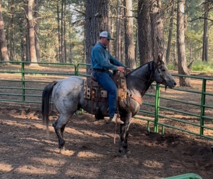 HorseID: 2297447 Bobby - PhotoID: 1077947