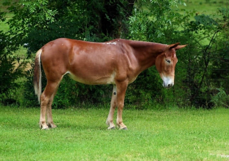 HorseID: 2297463 ANNIE OAKLEY - PhotoID: 1096224