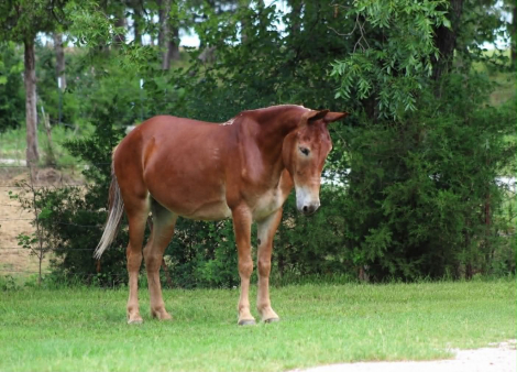 HorseID: 2297463 ANNIE OAKLEY - PhotoID: 1096225