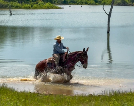 HorseID: 2297463 ANNIE OAKLEY - PhotoID: 1096226
