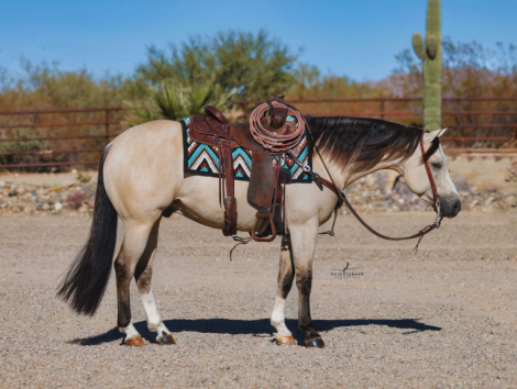 HorseID: 2297466 LIGHTSABERS N SMOKE OSCAR - PhotoID: 1077949