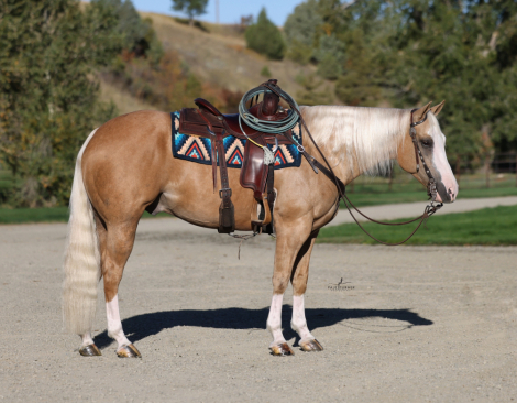 HorseID: 2297467 Guardian Angel - PhotoID: 1077953