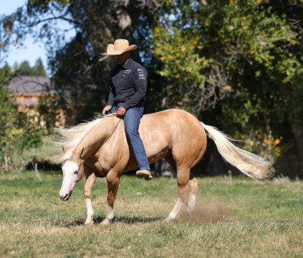 HorseID: 2297467 Guardian Angel - PhotoID: 1077954