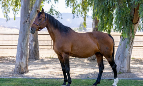 HorseID: 2298737 Heart of Gold Sofia  2007 Belgian Warmblood Mare - PhotoID: 1099309