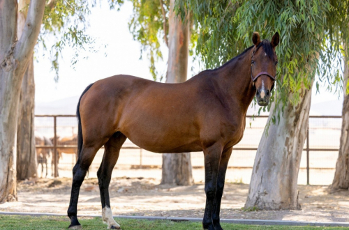 HorseID: 2298737 Heart of Gold Sofia  2007 Belgian Warmblood Mare - PhotoID: 1099310