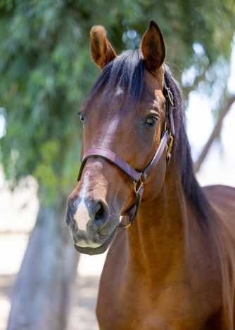 HorseID: 2298737 Heart of Gold Sofia  2007 Belgian Warmblood Mare - PhotoID: 1099311