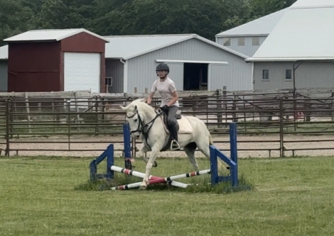 HorseID: 2299195 Shelby - PhotoID: 1099599