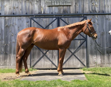 HorseID: 2299329 BEST BE BETTER - PhotoID: 1097806
