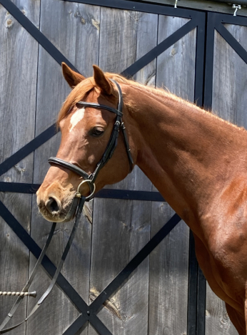 HorseID: 2299329 BEST BE BETTER - PhotoID: 1097807