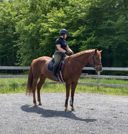 HorseID: 2299329 BEST BE BETTER - PhotoID: 1097808