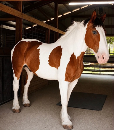 HorseID: 2299697 DUKE - PhotoID: 1098277