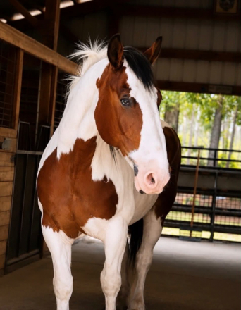HorseID: 2299697 DUKE - PhotoID: 1098278