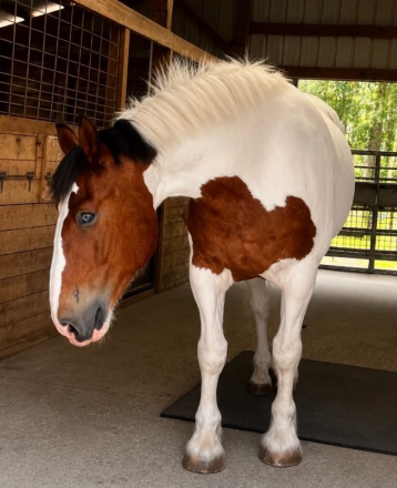 HorseID: 2299697 DUKE - PhotoID: 1098279