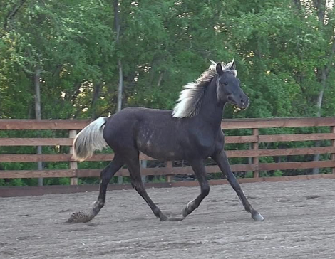 HorseID: 2300375 Daggers Silver Duke - PhotoID: 1081837