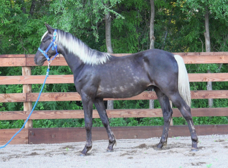 HorseID: 2300375 Daggers Silver Duke - PhotoID: 1081838