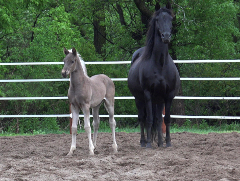 HorseID: 2300375 Daggers Silver Duke - PhotoID: 1081839