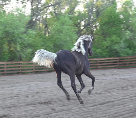 HorseID: 2300375 Daggers Silver Duke - PhotoID: 1100807