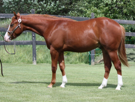 HorseID: 2300586 GUNNA SHINE CHEX - PhotoID: 1100610