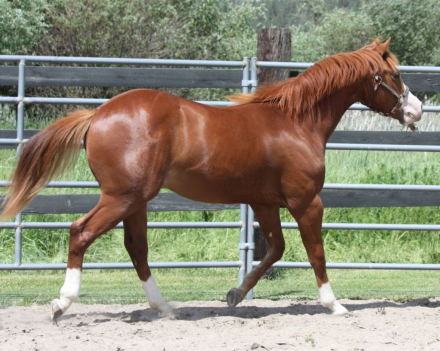 HorseID: 2300586 GUNNA SHINE CHEX - PhotoID: 1100611