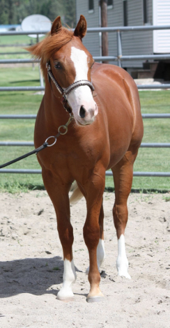 HorseID: 2300586 GUNNA SHINE CHEX - PhotoID: 1100612