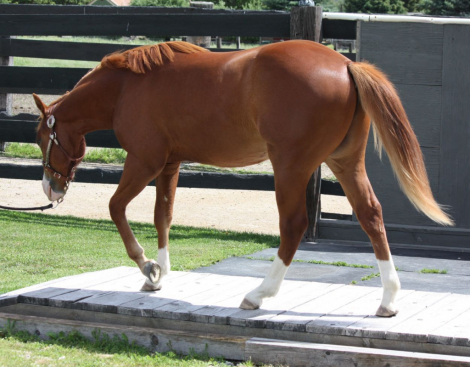 HorseID: 2300586 GUNNA SHINE CHEX - PhotoID: 1100613