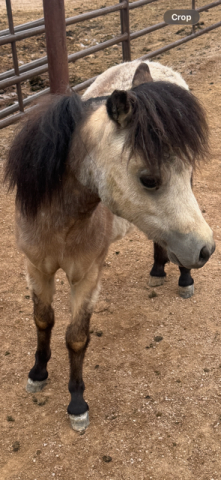HorseID: 2300719 Papers on way - PhotoID: 1093423
