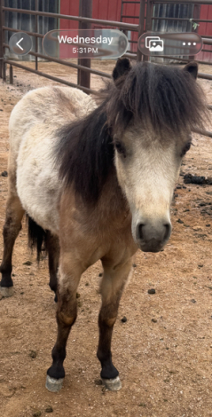 HorseID: 2300719 Papers on way - PhotoID: 1093424